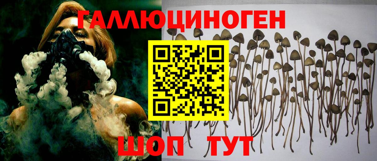 Галлюциногенные грибы Psilocybine cubensis Губкин